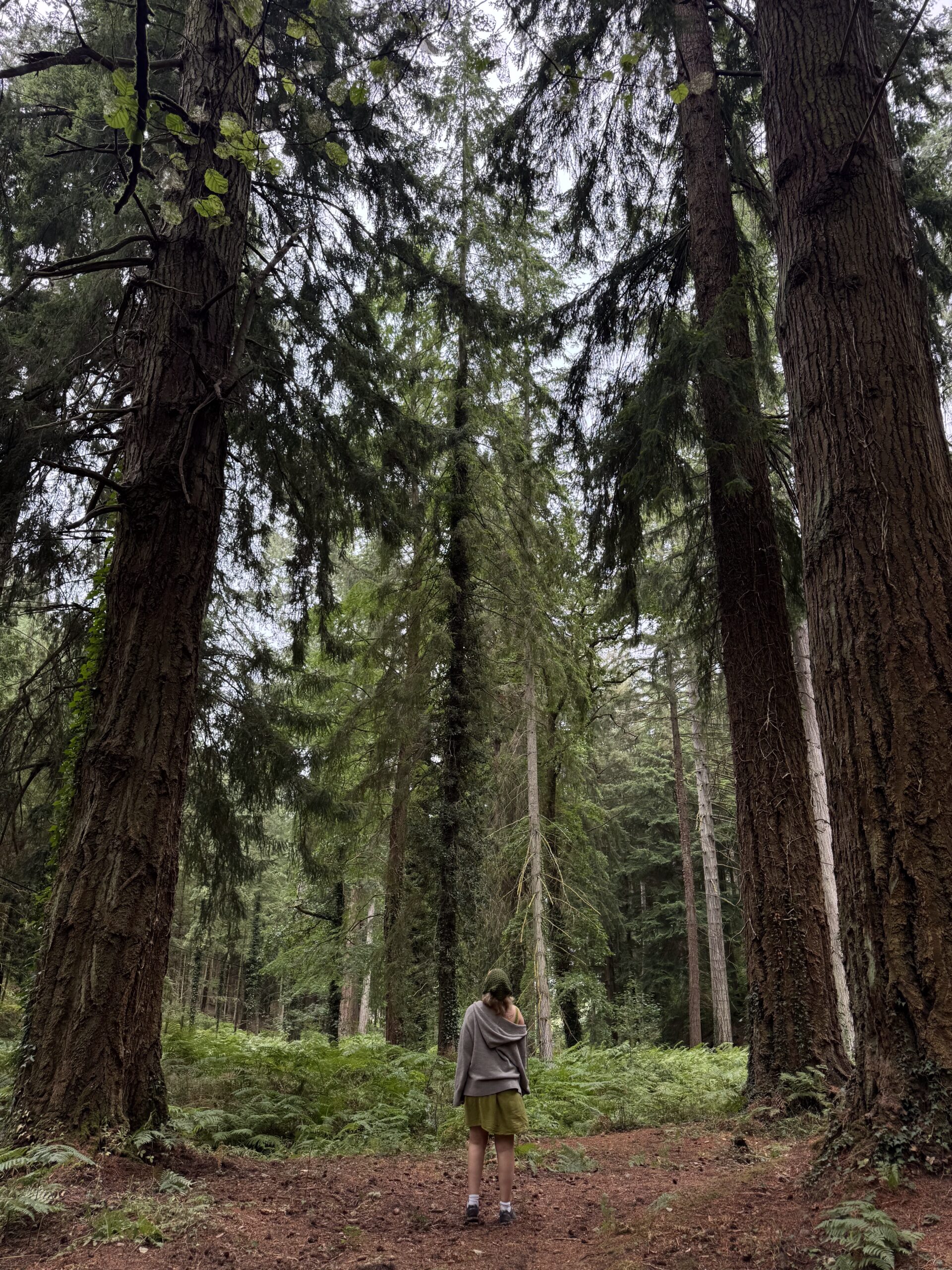 elissa operations assistant at nohma in the forest looking at trees