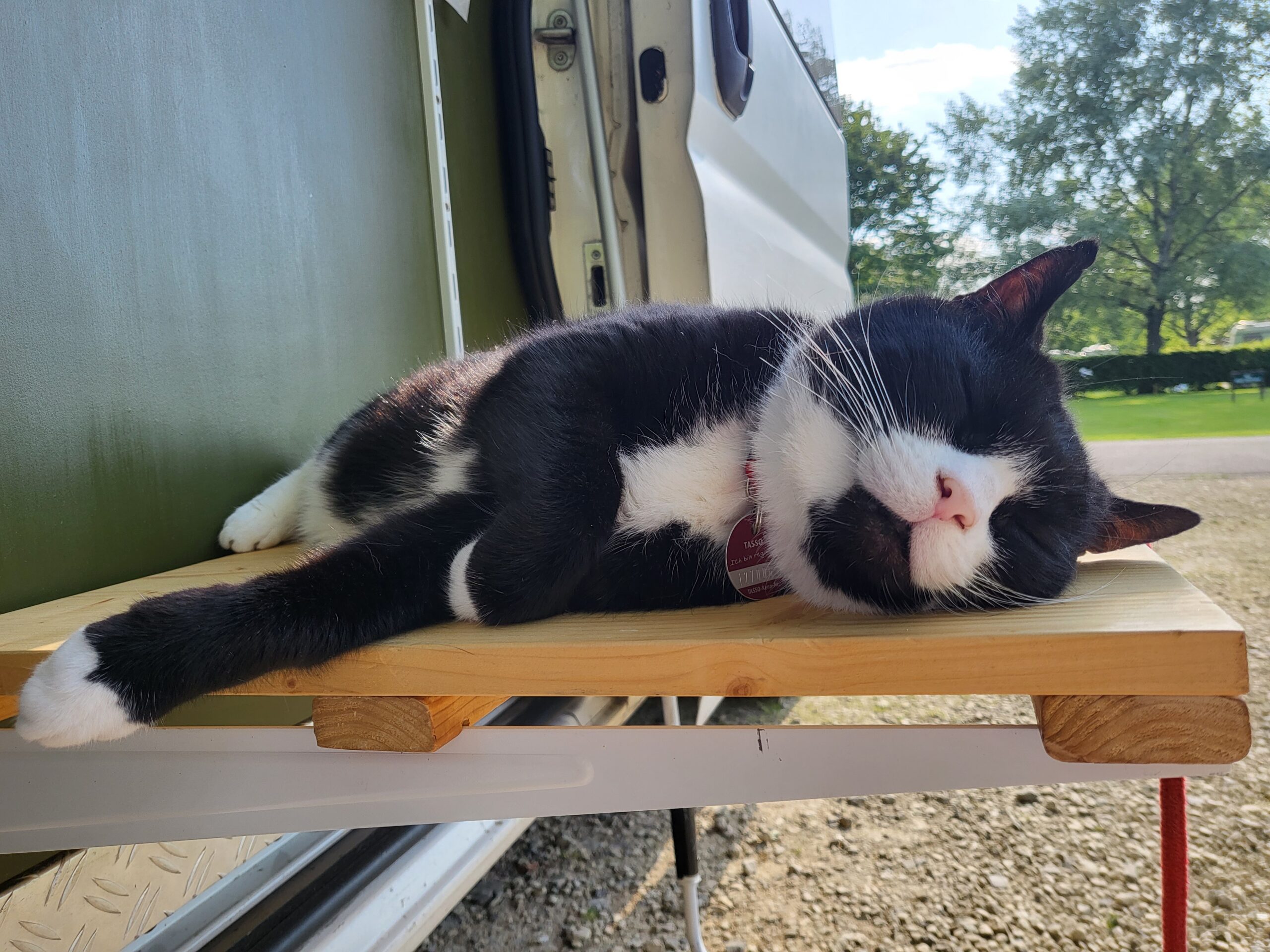 Martina's black and white cat Chubb's enjoying the sunshine lying on a table