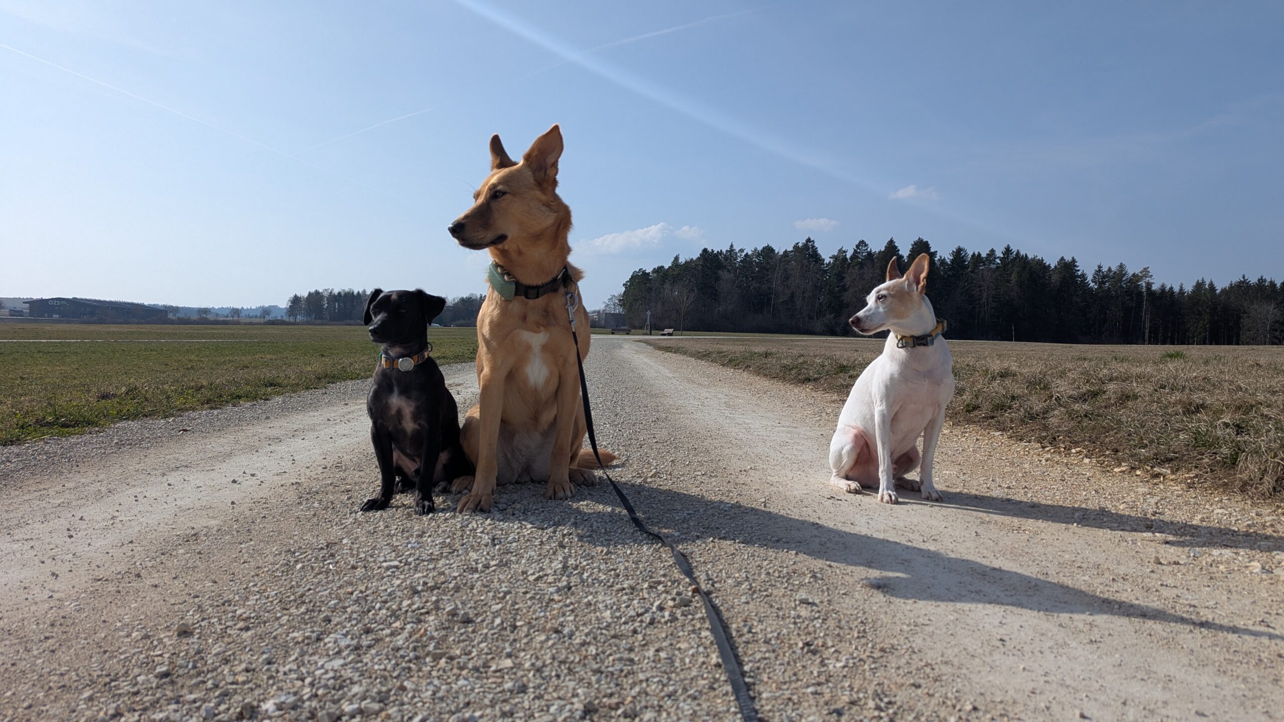 Martina's dogs Steve, Olive and Ping