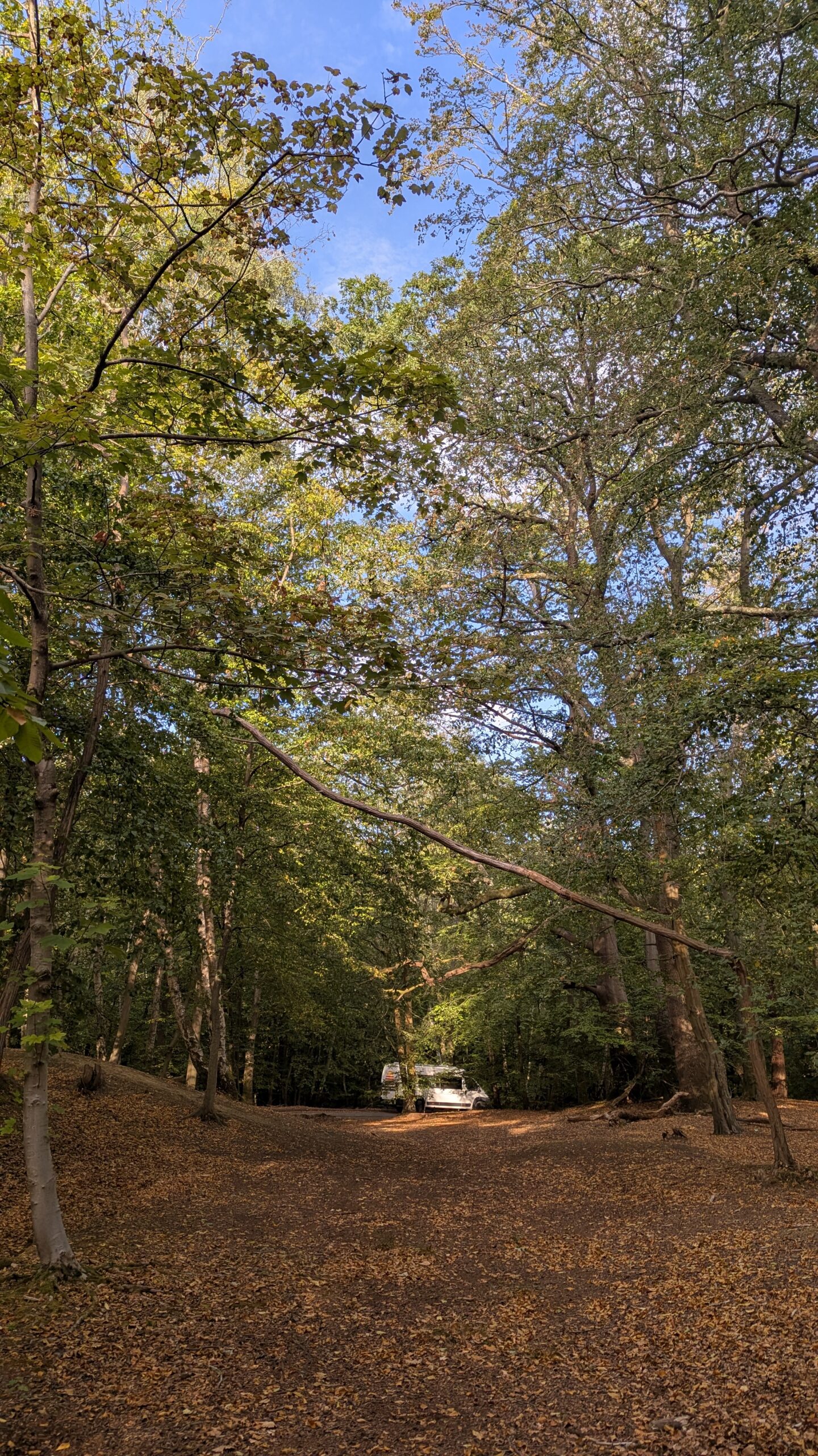 Martina's van parked in a forest